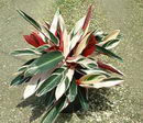 Calathea Triostar